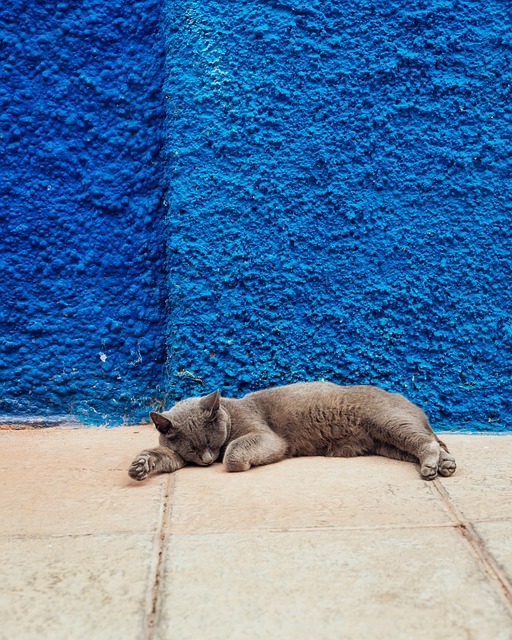 Cat sleeping in front of a blue rendered wall.